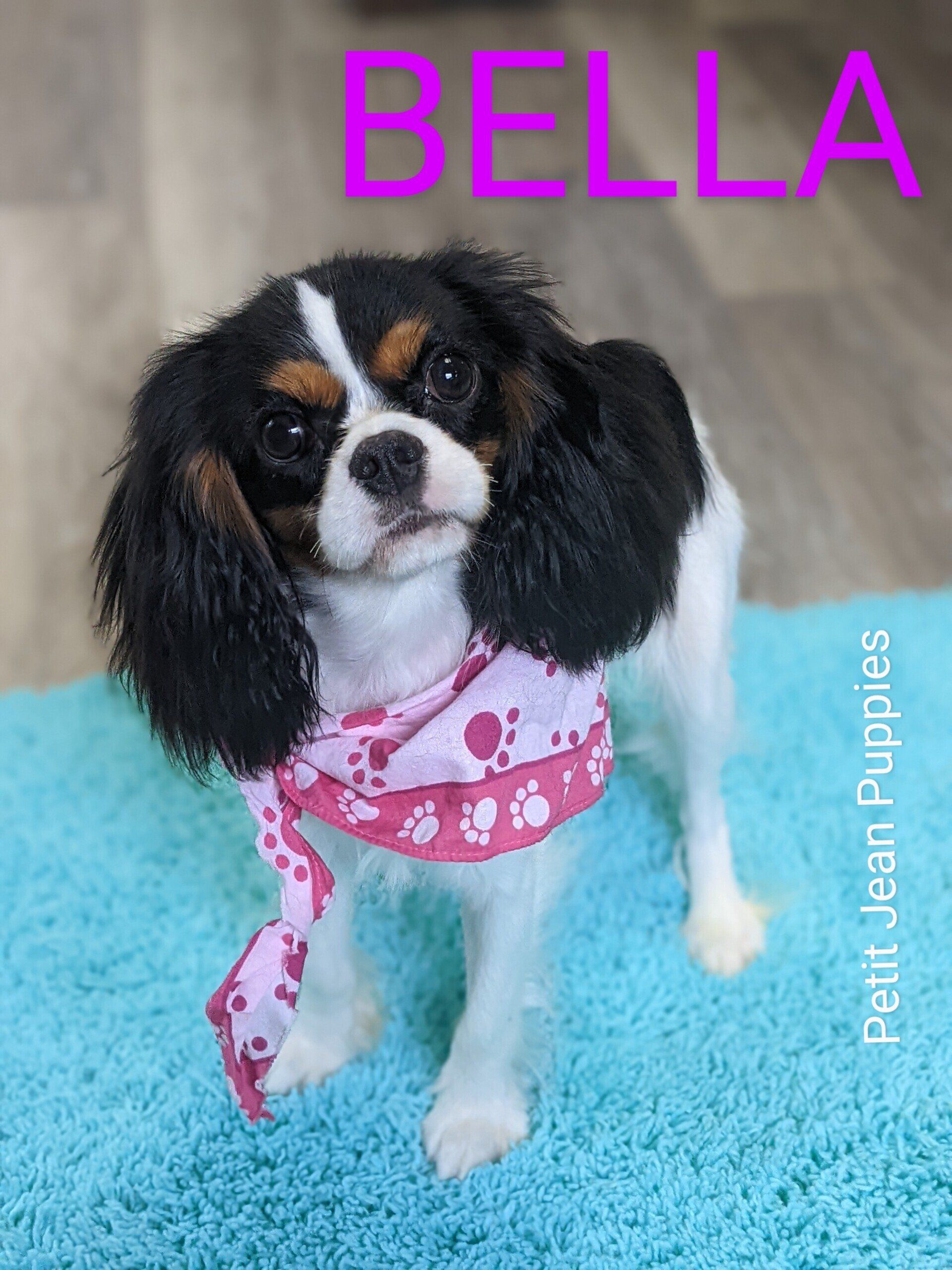 Petit Jean Puppies Goldendoodles, Cavapoos & Cavapoochons