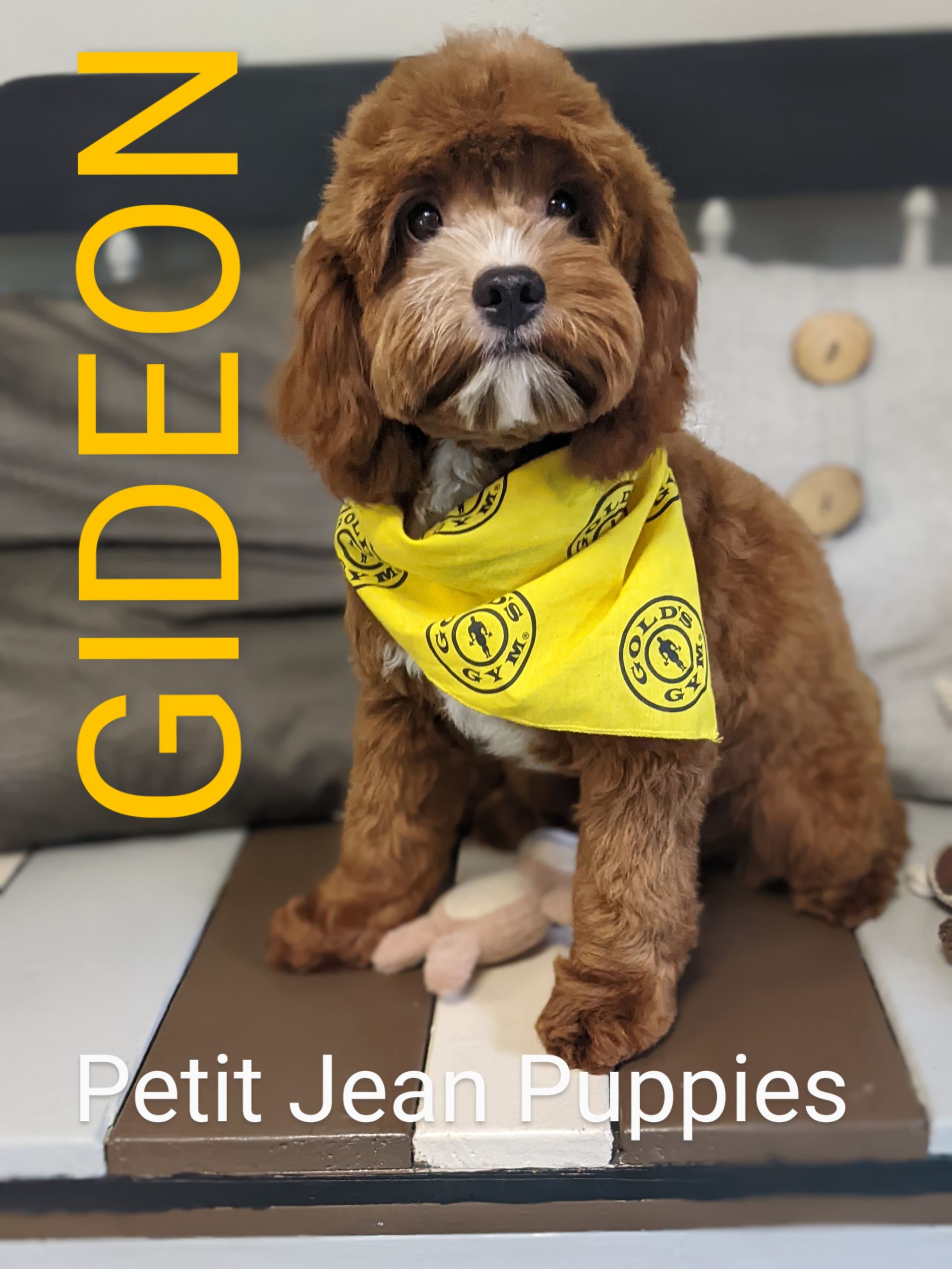 Brown puppy in yellow bandana, labeled GIDEON, sitting on a floor in a pet store.
