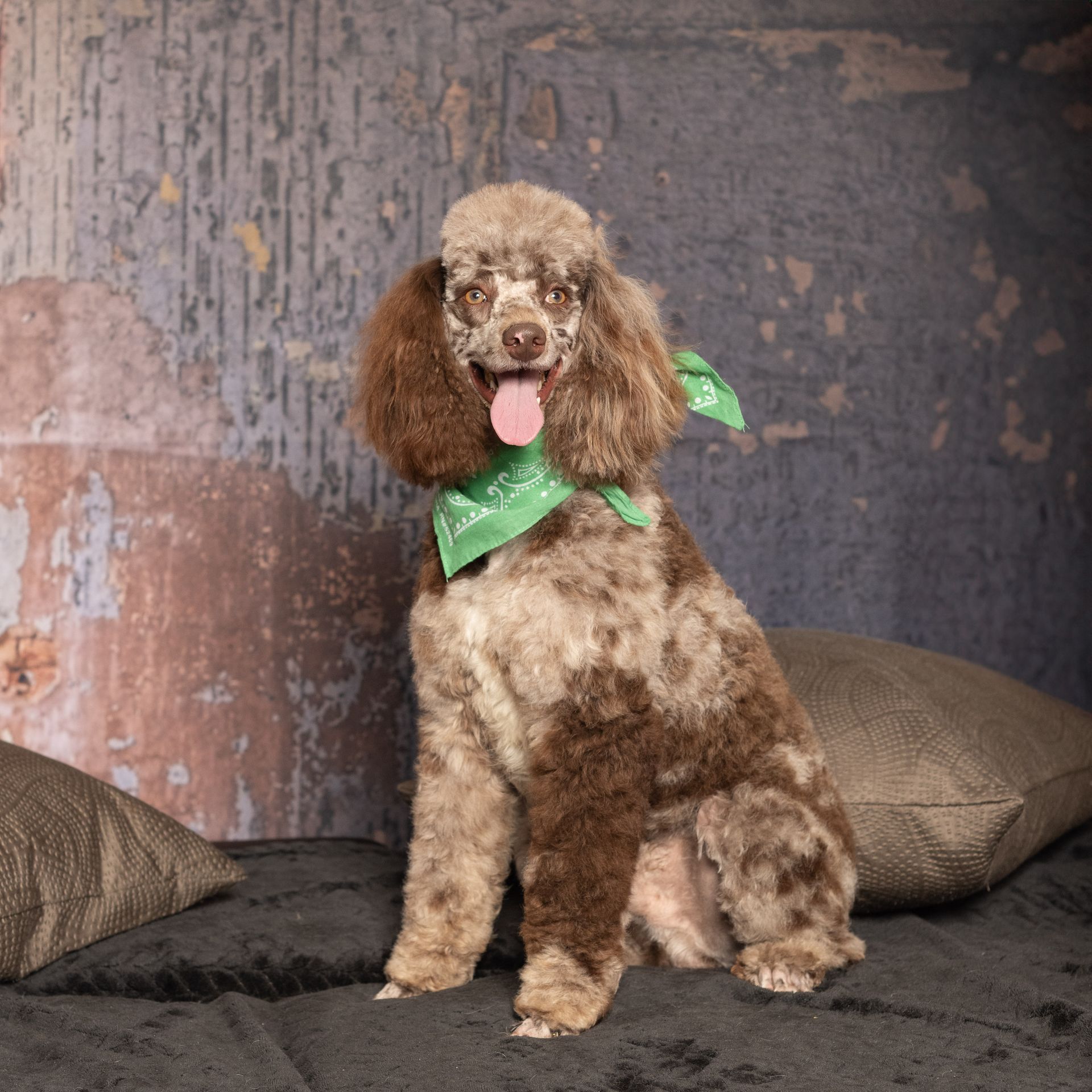 Brown and white patterned poodle with brown ears wearing a green bandana. Sits on a dark surface in front of a rustic wall.