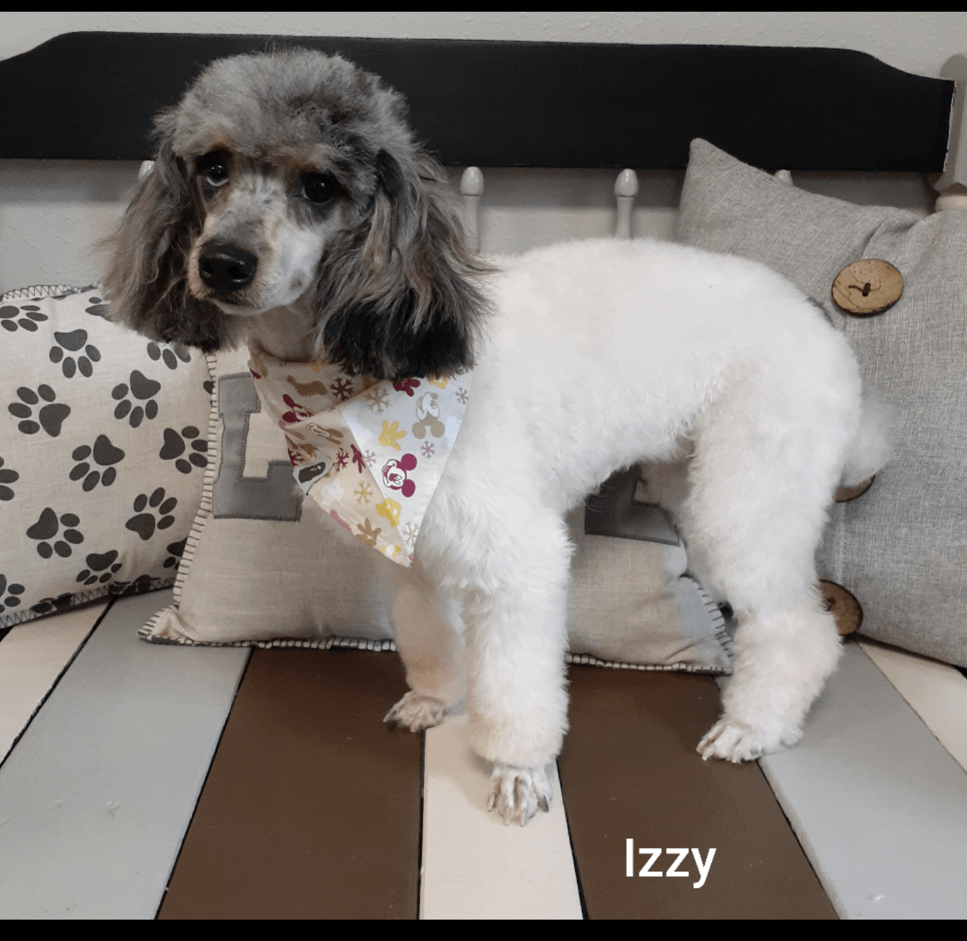 A small white dog named izzy is standing on a bench