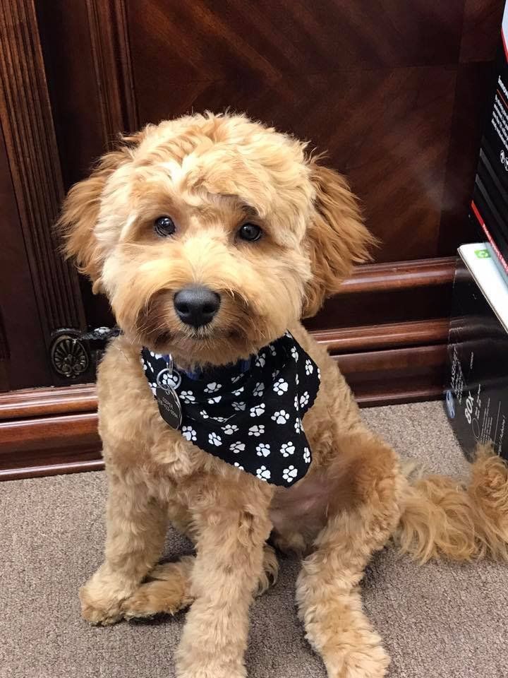 A small dog wearing a black and white bandana is sitting on the floor.