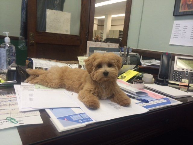 A small brown dog is laying on top of a desk