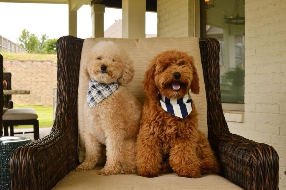 Two dogs are sitting next to each other in a chair.