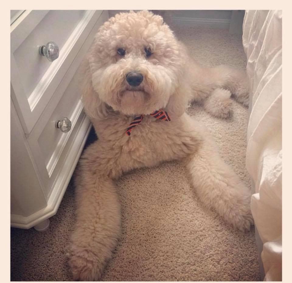 A small white dog is laying on the floor next to a nightstand