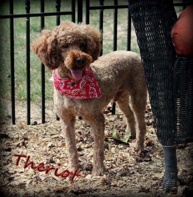 A small brown dog wearing a red bandana named theriot
