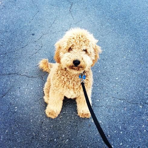 A small dog is sitting on the ground on a leash.