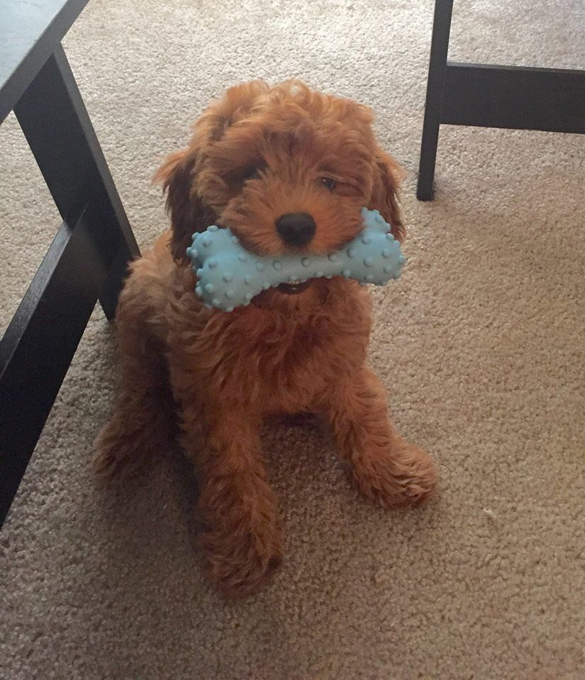 A brown dog with a blue toy in its mouth