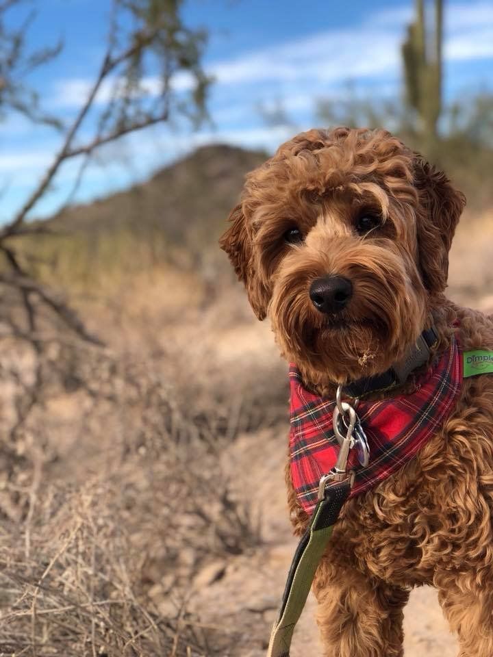 A small brown dog wearing a red bandana and a leash is standing in the desert.