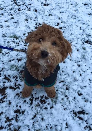A small brown dog is sitting in the snow looking up at the camera.