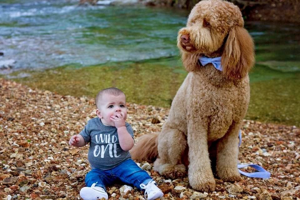 A baby is sitting next to a large dog on the beach.