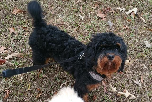 A black and brown dog is standing in the grass on a leash.