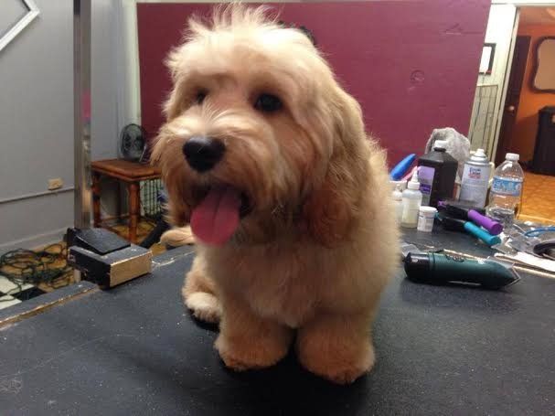 A small dog is sitting on a table with its tongue hanging out.