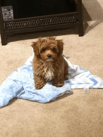 A small brown dog is sitting on a blue blanket on the floor.