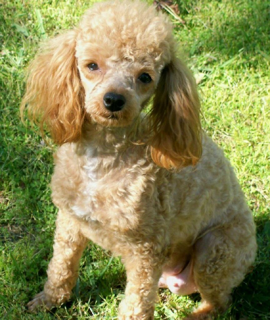 A small poodle is sitting in the grass and looking at the camera