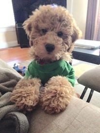 A small brown dog wearing a green shirt is sitting on a couch.
