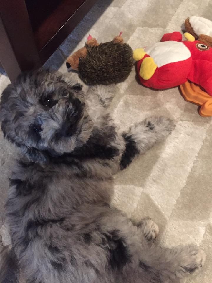 A puppy is laying on the floor next to stuffed animals.