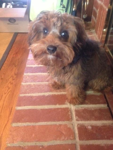 A small dog is sitting on a brick floor and looking at the camera.
