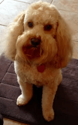 A small white dog is sitting on a rug on the floor.