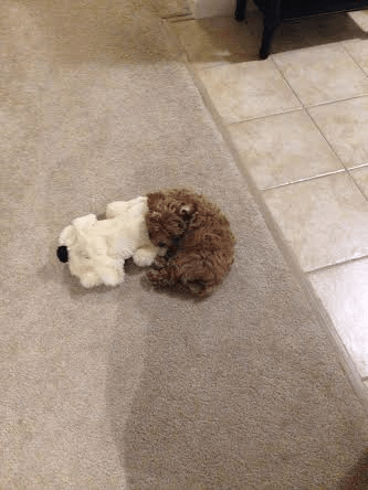 A puppy is laying on the floor next to a stuffed animal.