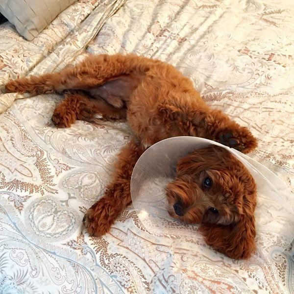 A small brown dog wearing a cone collar is laying on a bed