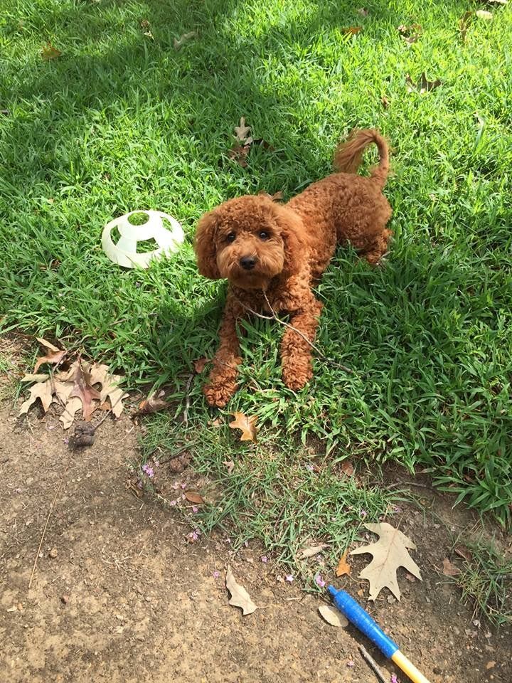 A small brown poodle is laying in the grass next to a white soccer ball.