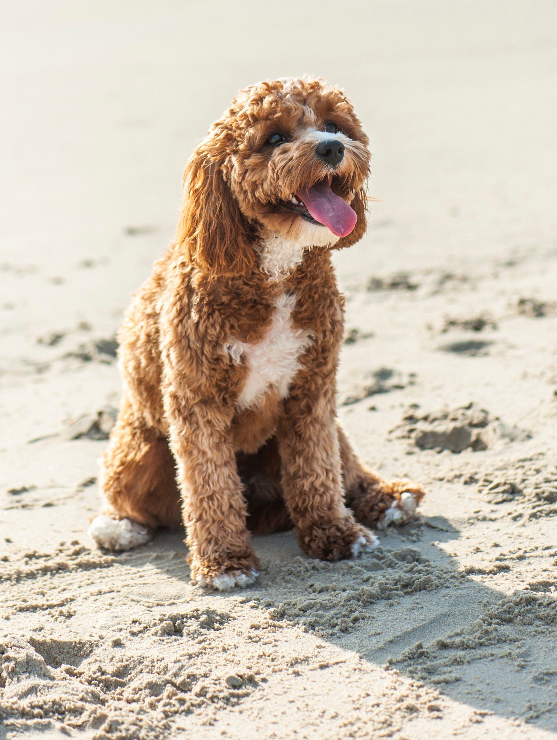 A brown and white dog is sitting on the beach with its tongue out.
