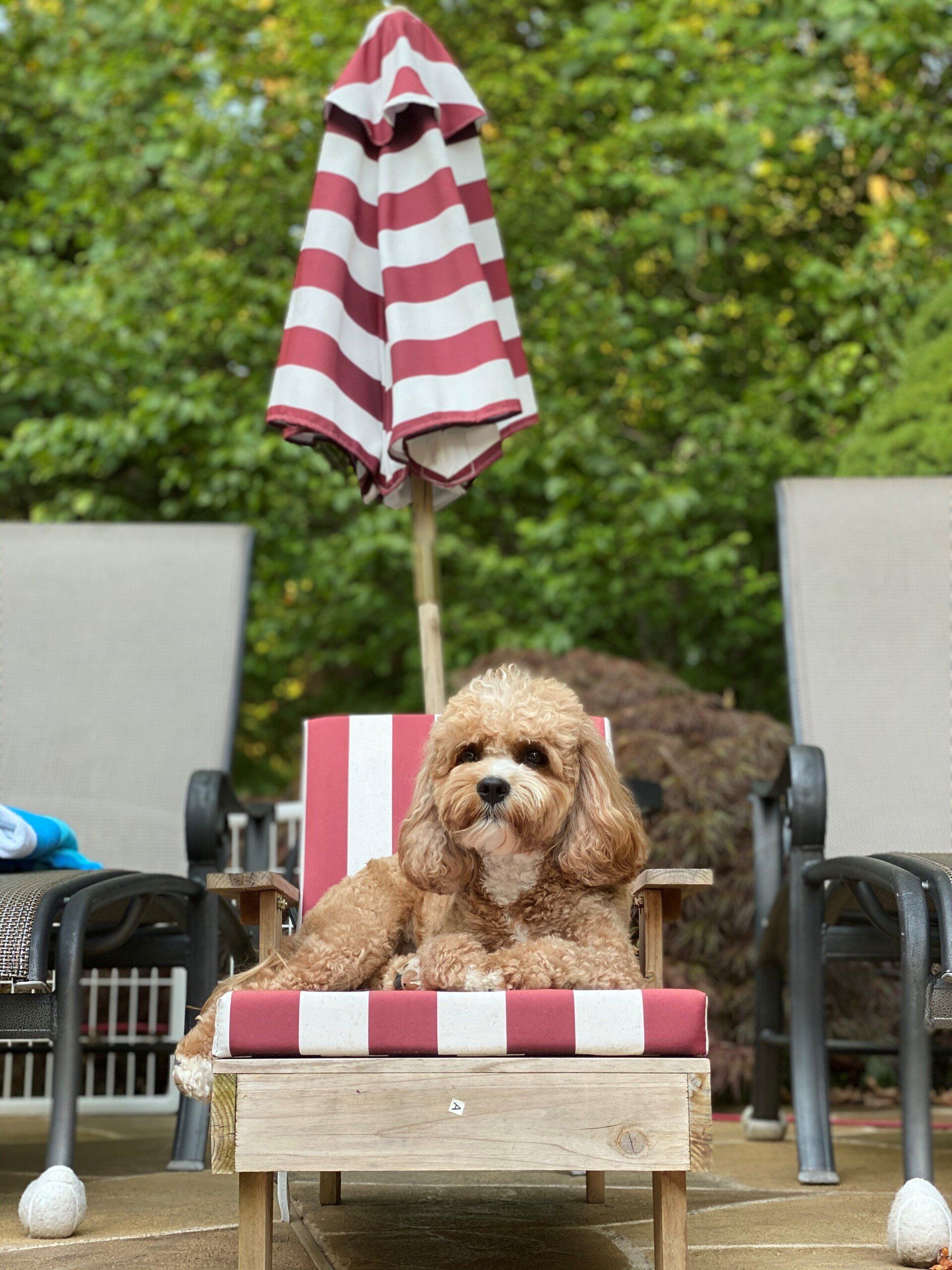 A dog is laying in a chair under an umbrella