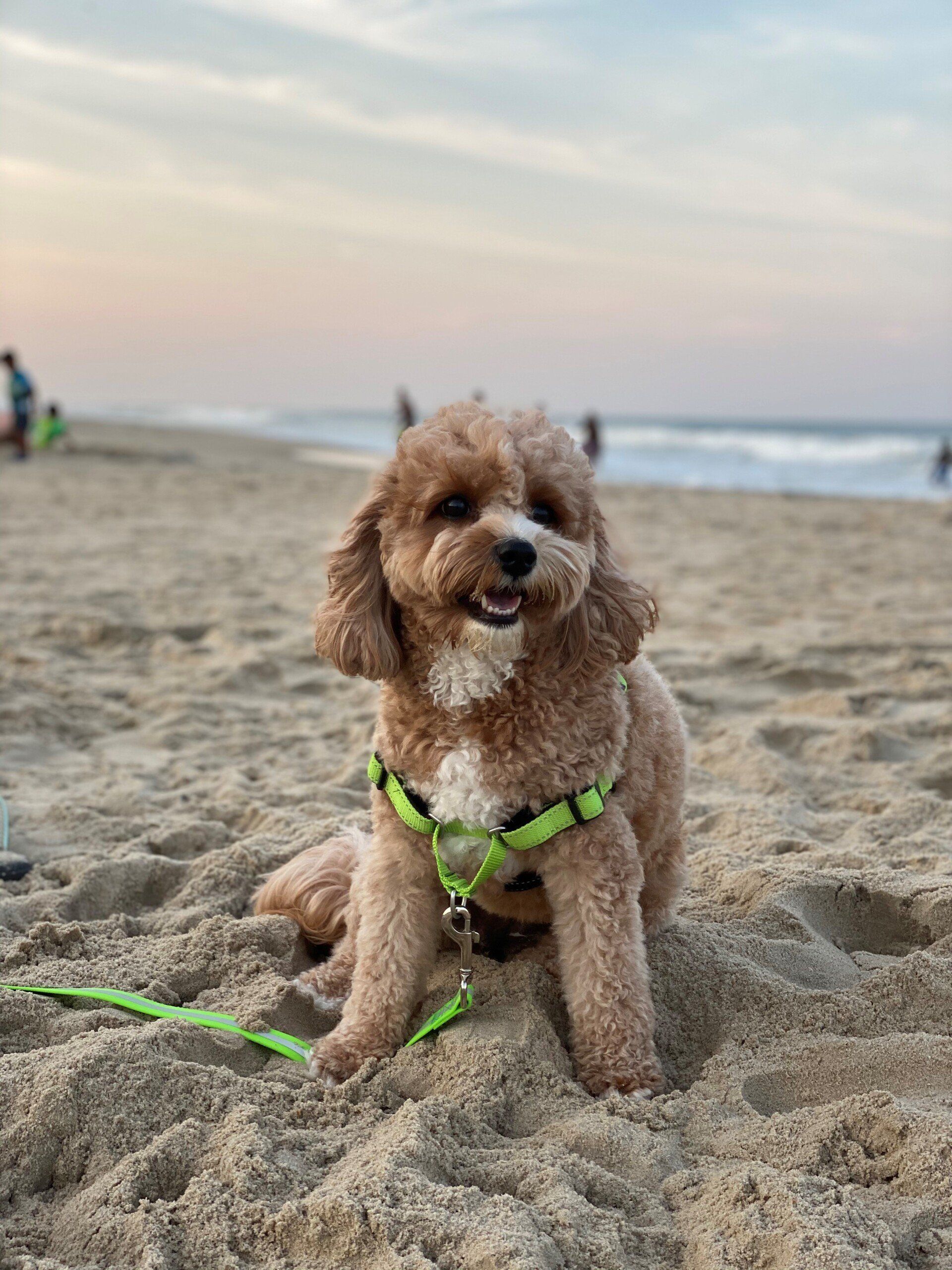 A small dog is sitting on the beach wearing a harness and leash.