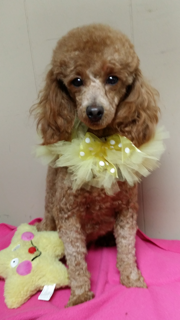 A brown and white poodle is wearing a yellow bow around its neck.