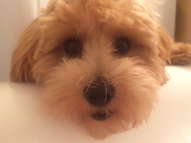A small brown dog is laying in a bathtub and looking at the camera.