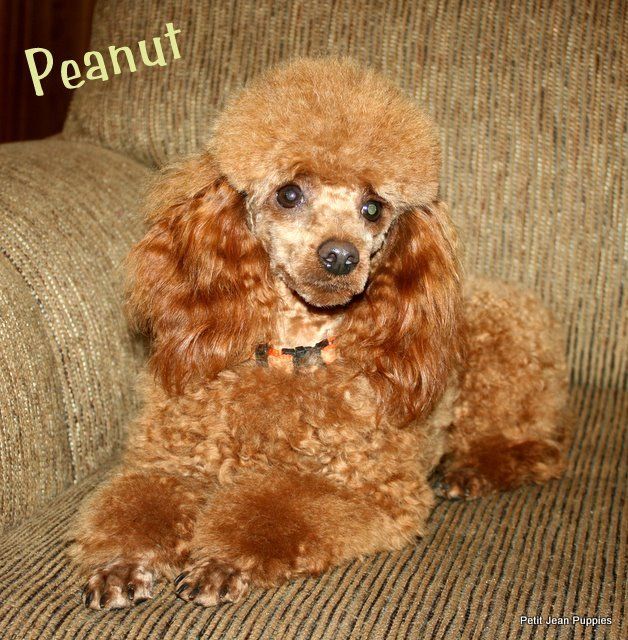 A small brown poodle is laying on a couch.