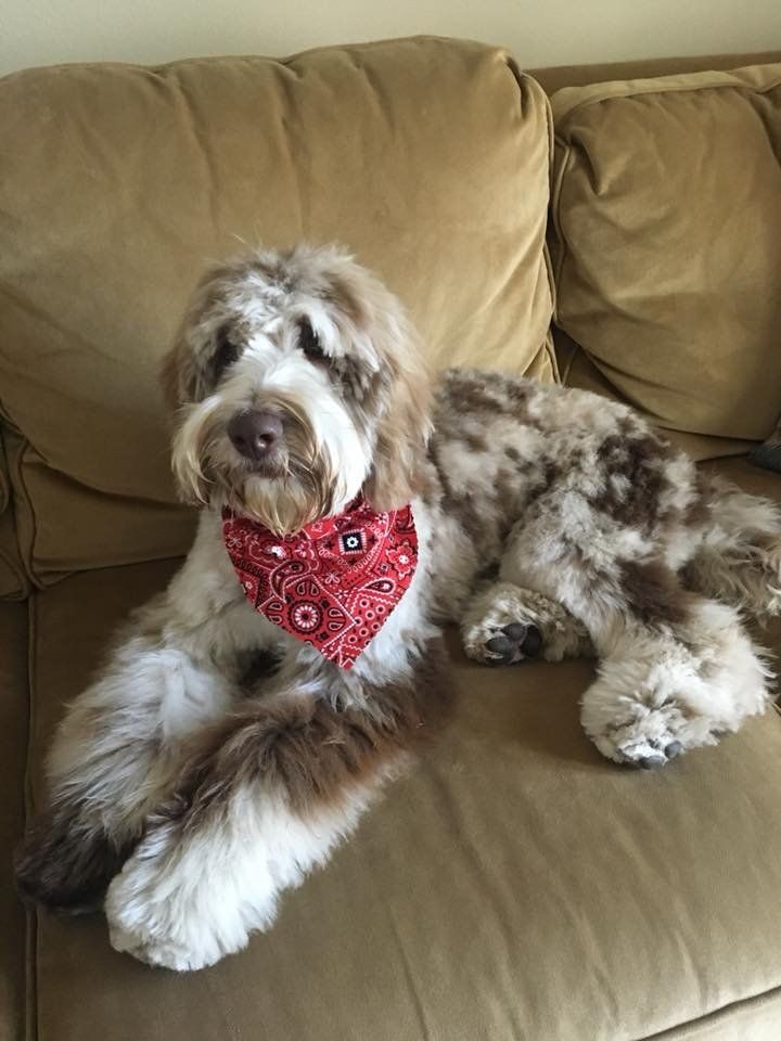 A dog wearing a red bandana is laying on a couch.