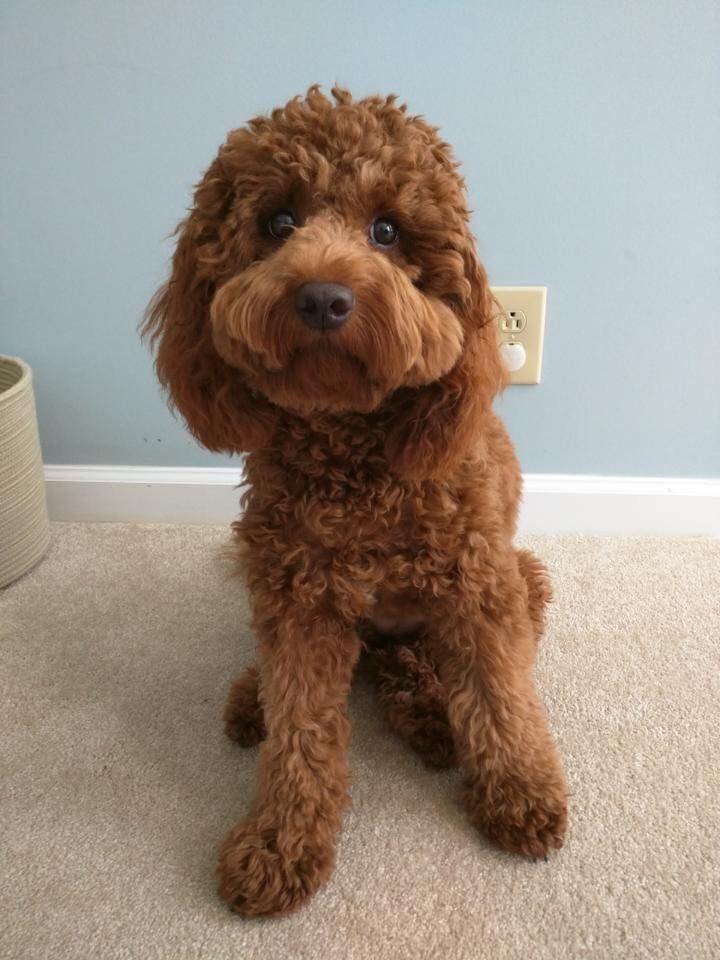 A brown poodle is sitting on the floor and looking at the camera.