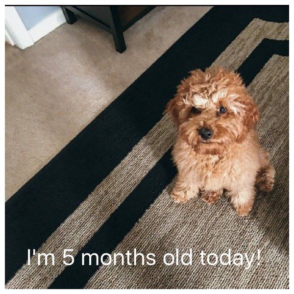 A small brown dog is sitting on a rug and says i 'm 5 months old today