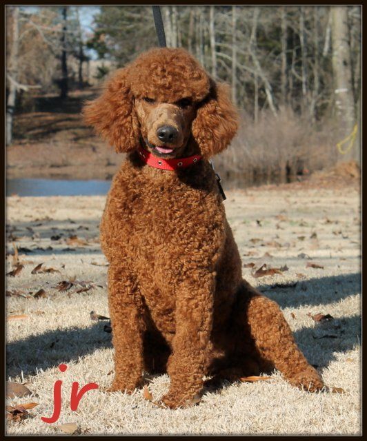 A brown poodle wearing a red bow tie is sitting on the ground