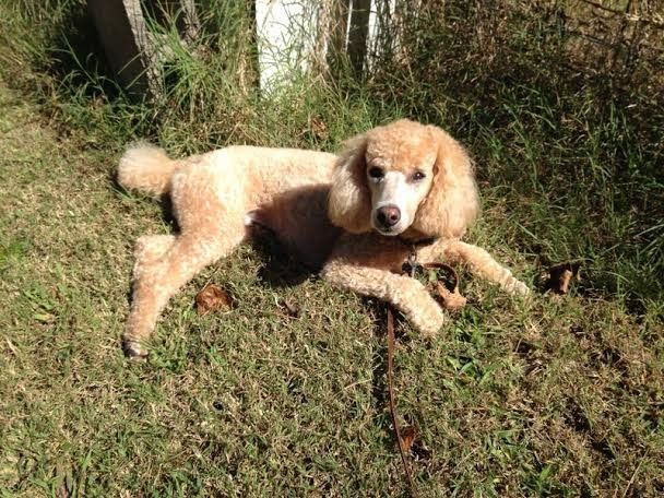 A poodle is laying in the grass on a leash.