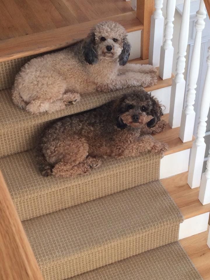 Three small dogs are laying on the stairs.