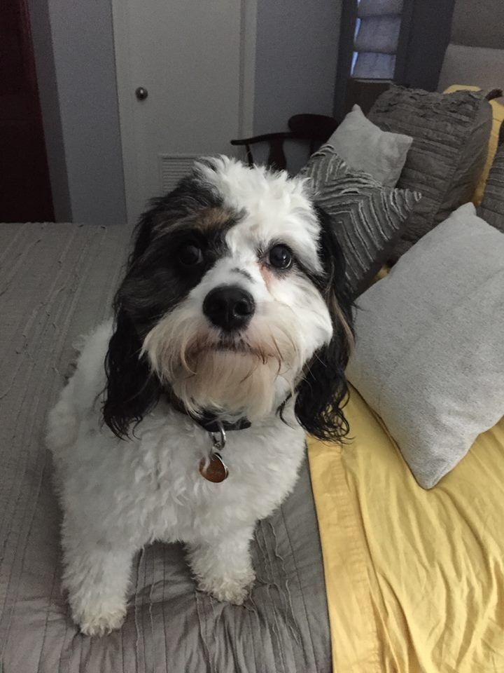 A black and white dog is sitting on a bed looking at the camera.
