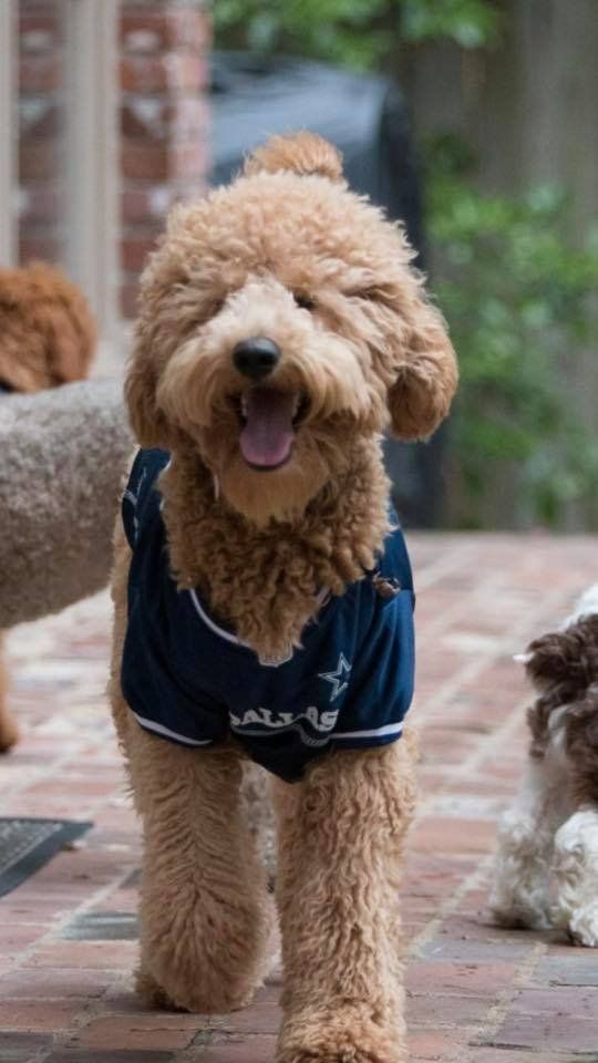 A small brown dog wearing a blue shirt is standing on a brick sidewalk.
