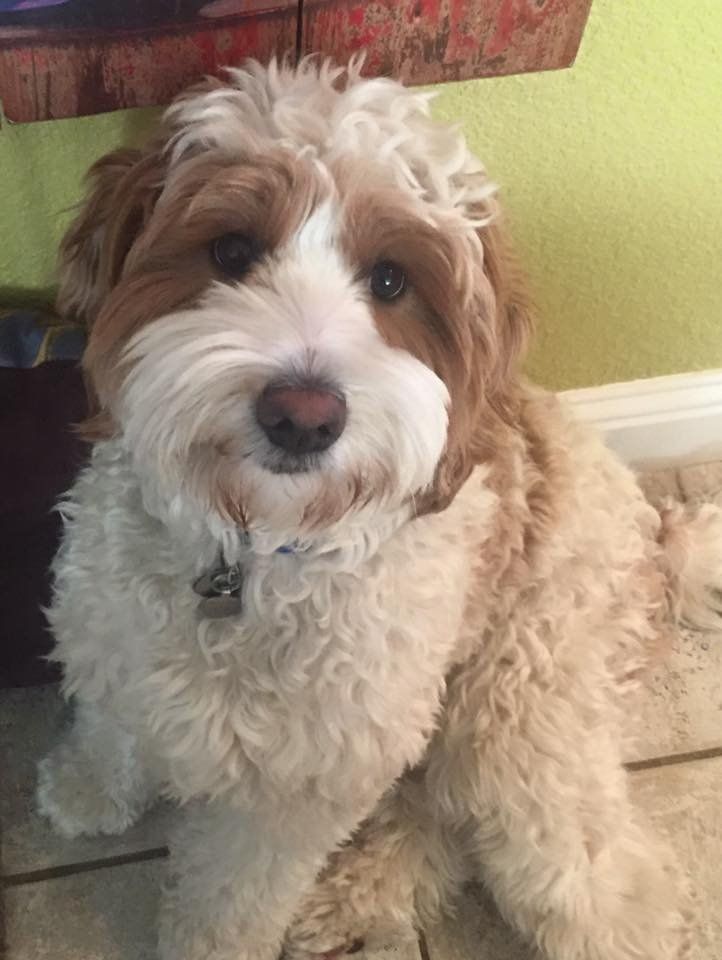 A brown and white dog is sitting on the floor and looking at the camera.