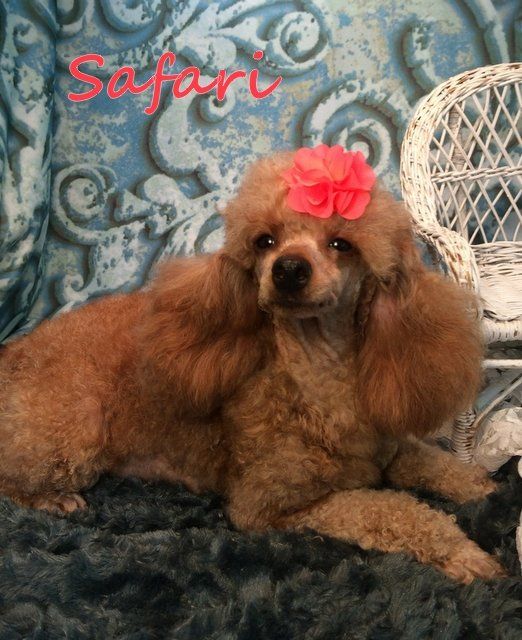 A poodle with a flower on its head is laying on a couch.