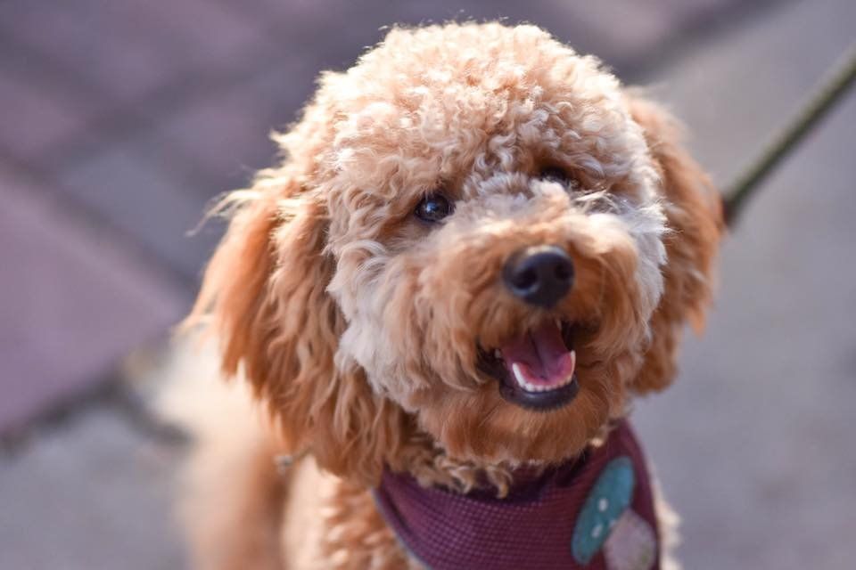 A small brown dog wearing a purple harness is looking at the camera.