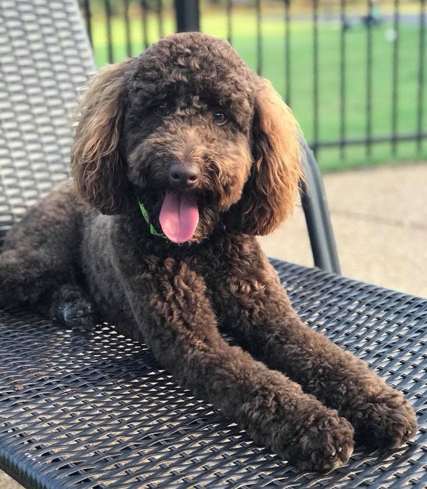 A brown poodle is laying on a metal chair with its tongue hanging out.