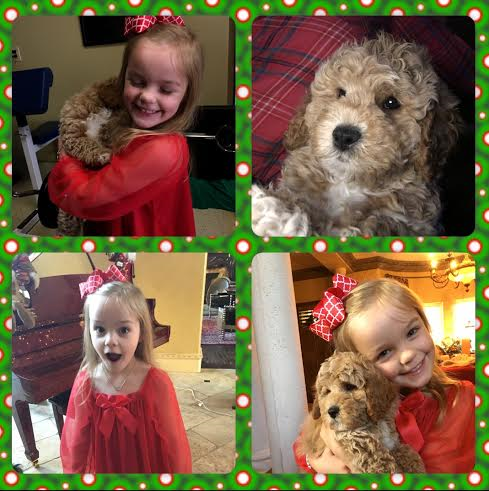 A collage of four pictures of a little girl holding a puppy