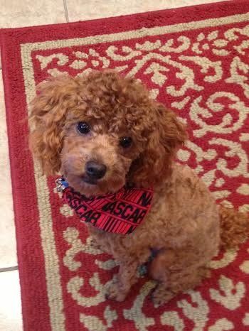 A small brown poodle wearing a bandana is sitting on a red rug.