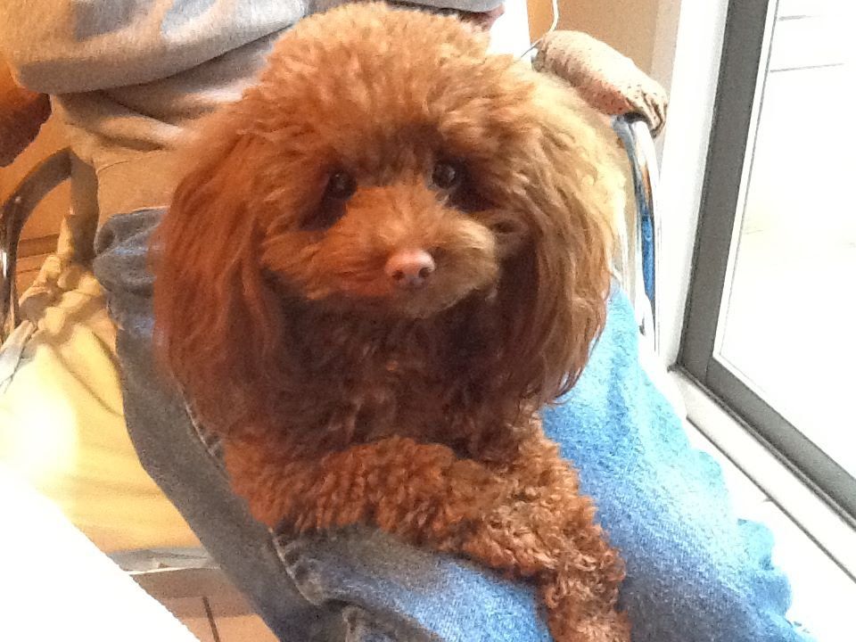 A small brown poodle is sitting on a person 's lap