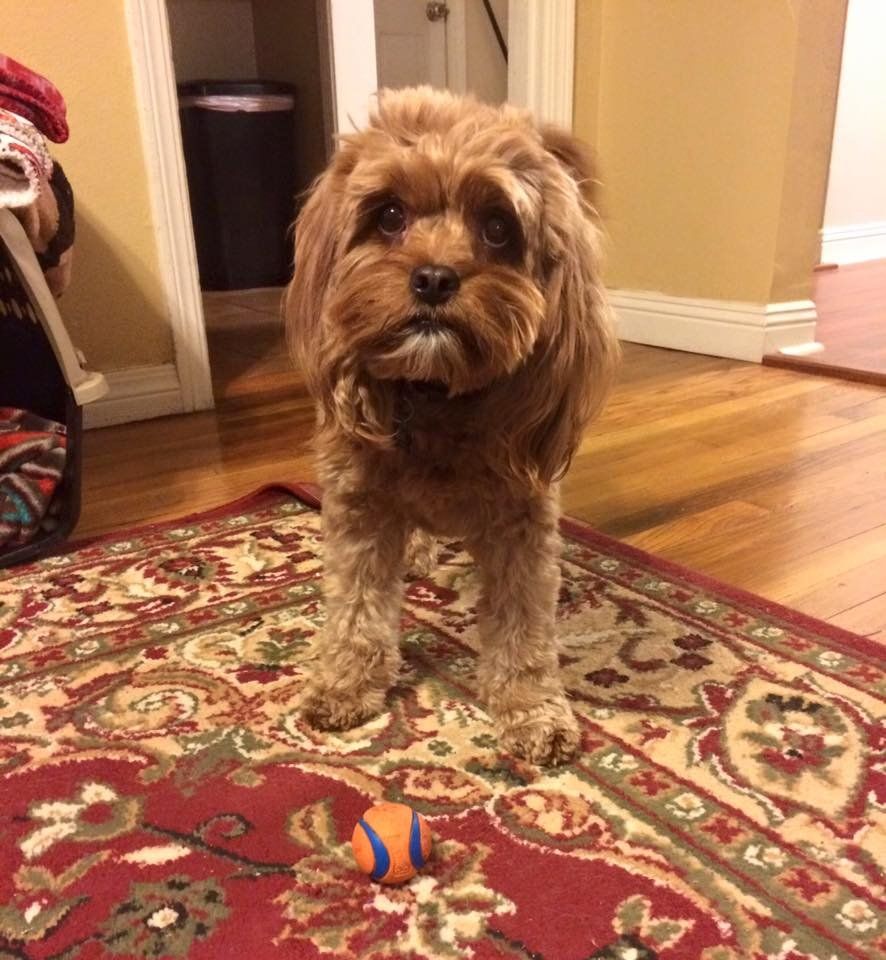 A small brown dog standing on a rug next to a ball