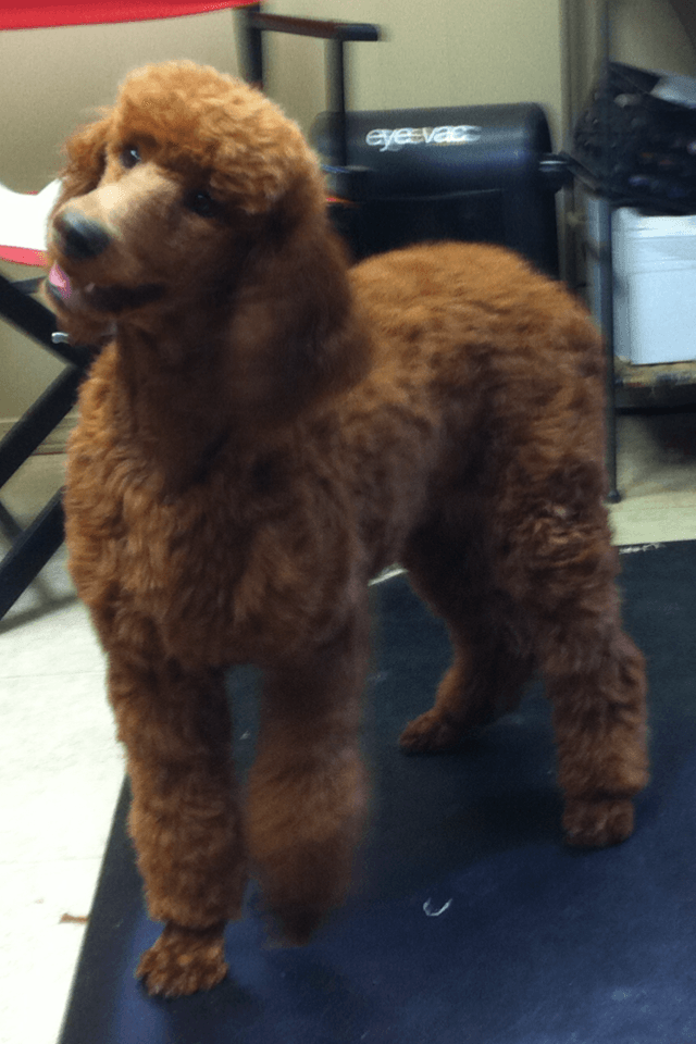 A brown poodle is standing on a black mat