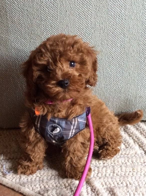 A brown poodle puppy wearing a harness and leash is sitting on a rug.