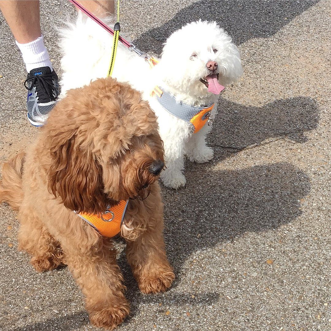 A person is walking two small dogs on a leash.